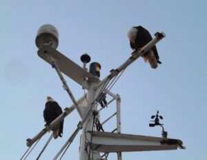 wind sensor eagles